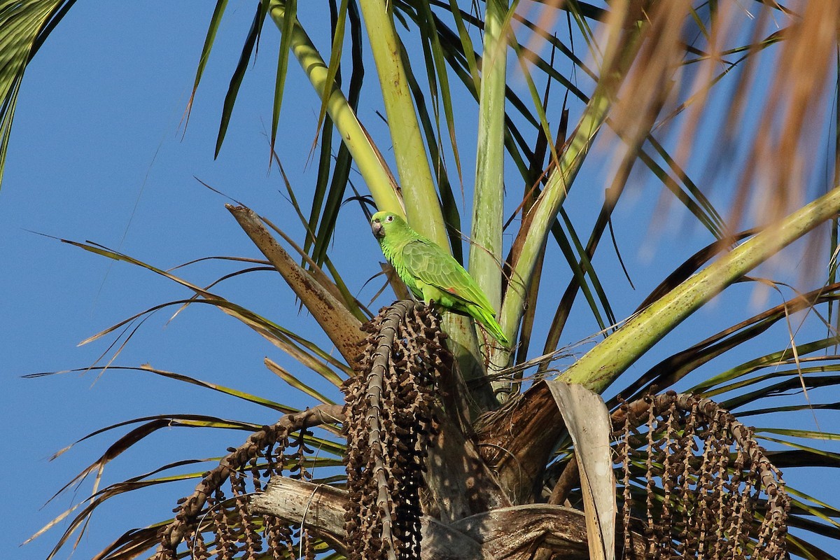 Yellow-crowned Parrot - ML616963784