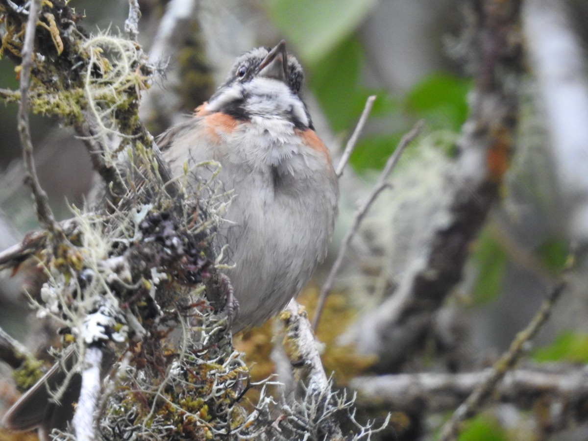 Rufous-collared Sparrow - ML616963816