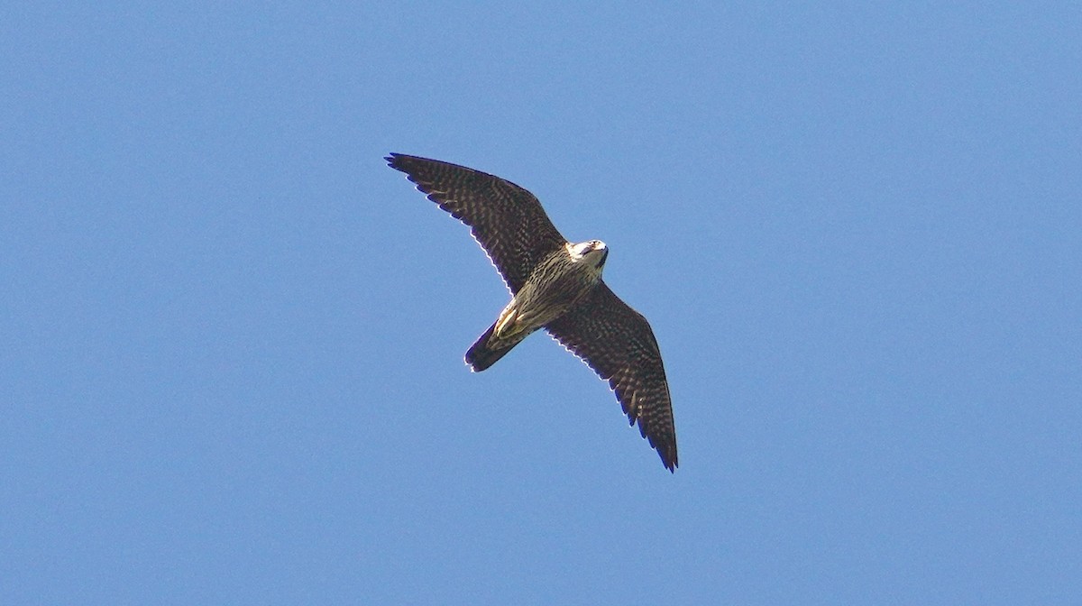 Peregrine Falcon (Tundra) - ML616963817