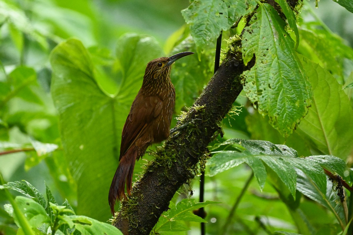 Strong-billed Woodcreeper - ML616963973