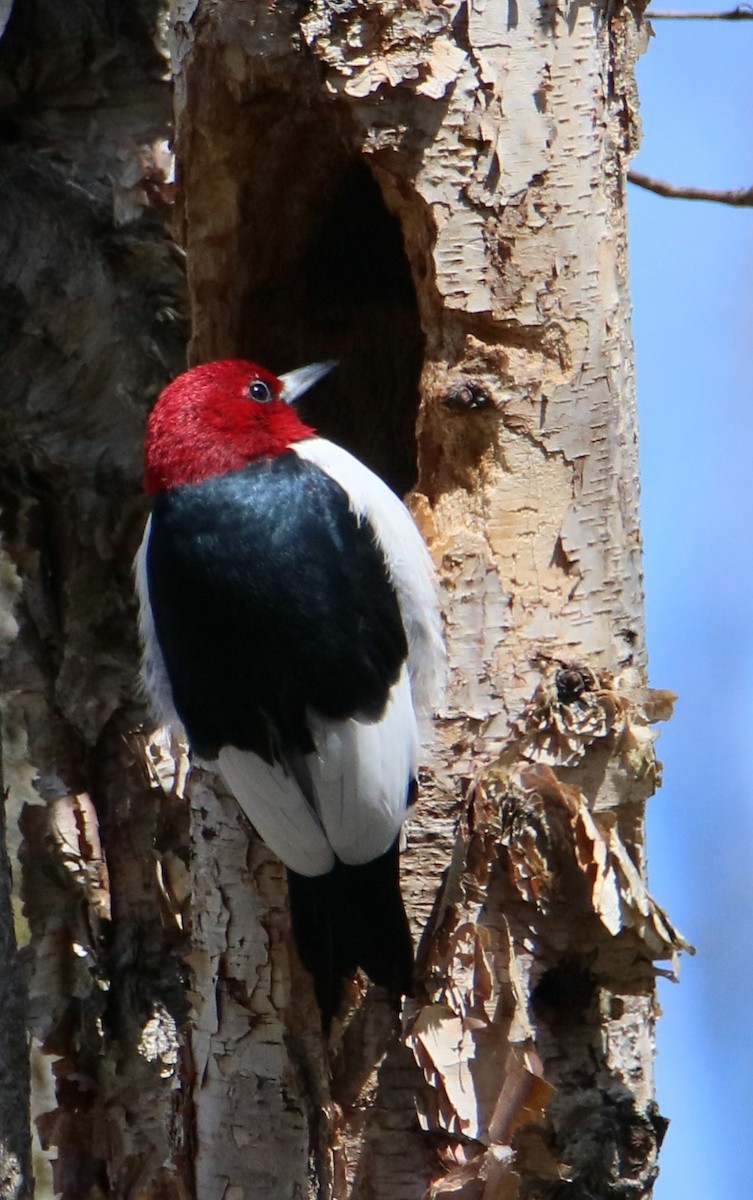 Red-headed Woodpecker - ML616963999