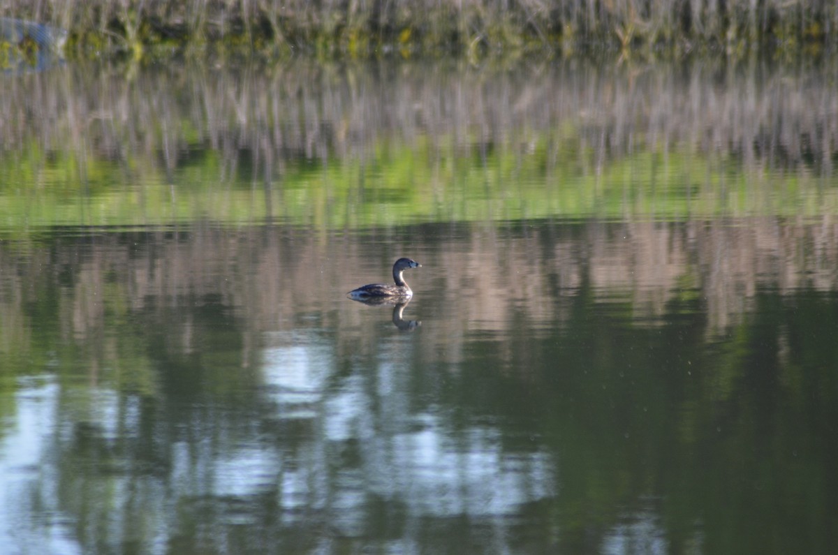 eBird Checklist - 5 Apr 2024 - North Z Boaz Park - 16 species