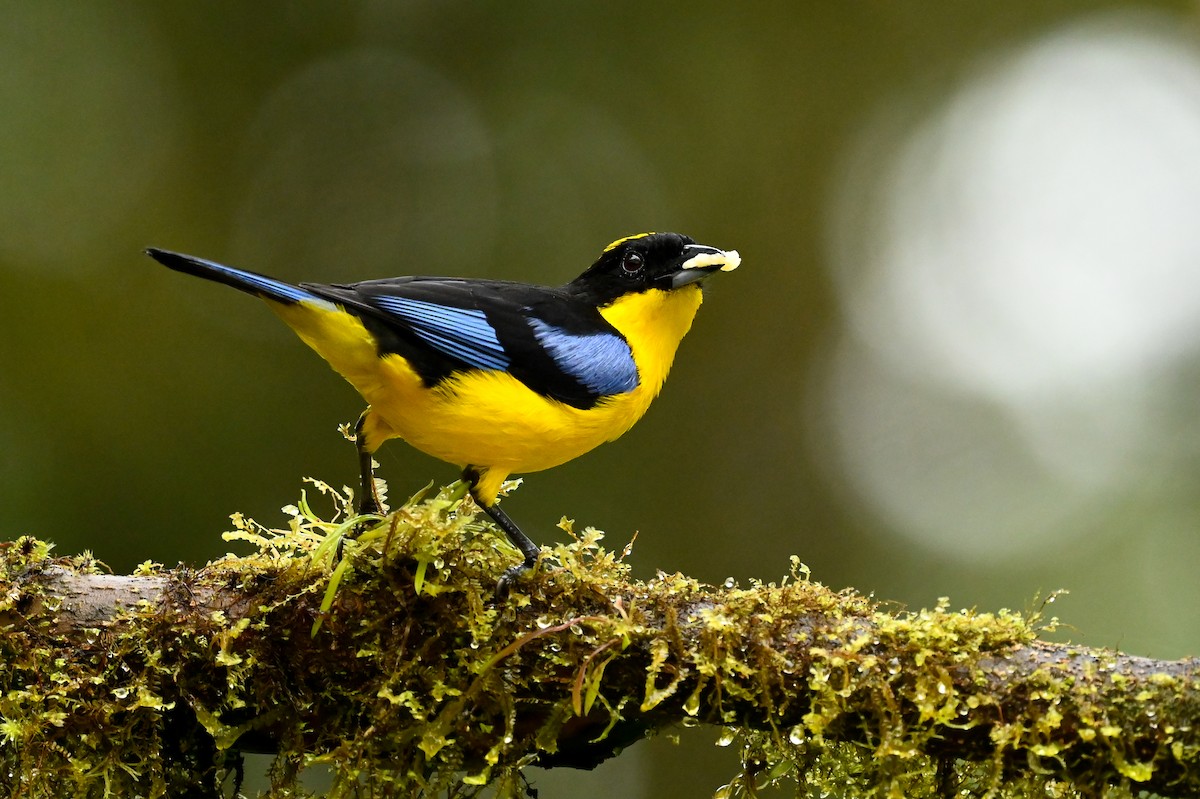 Blue-winged Mountain Tanager (Blue-winged) - ML616964130