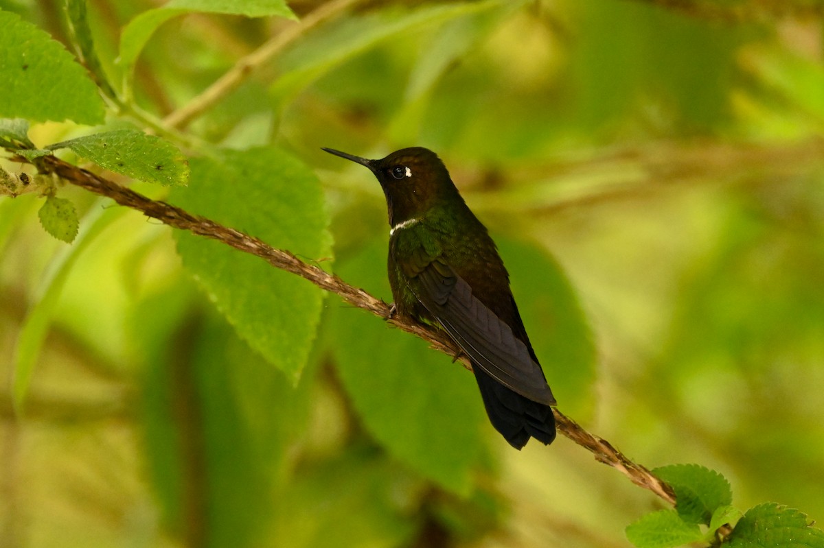 kolibřík bělolímcový - ML616964166