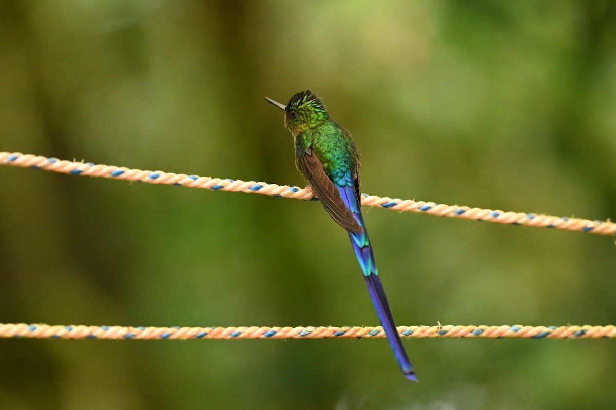 Violet-tailed Sylph - ML616964216