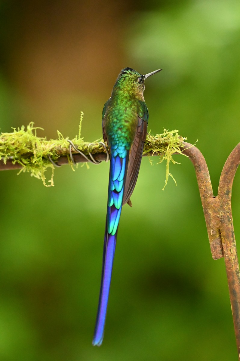 Violet-tailed Sylph - ML616964230