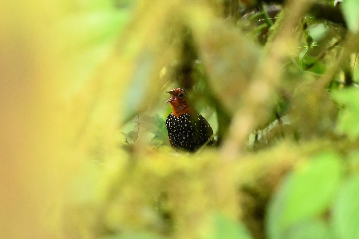 Ocellated Tapaculo - ML616964553