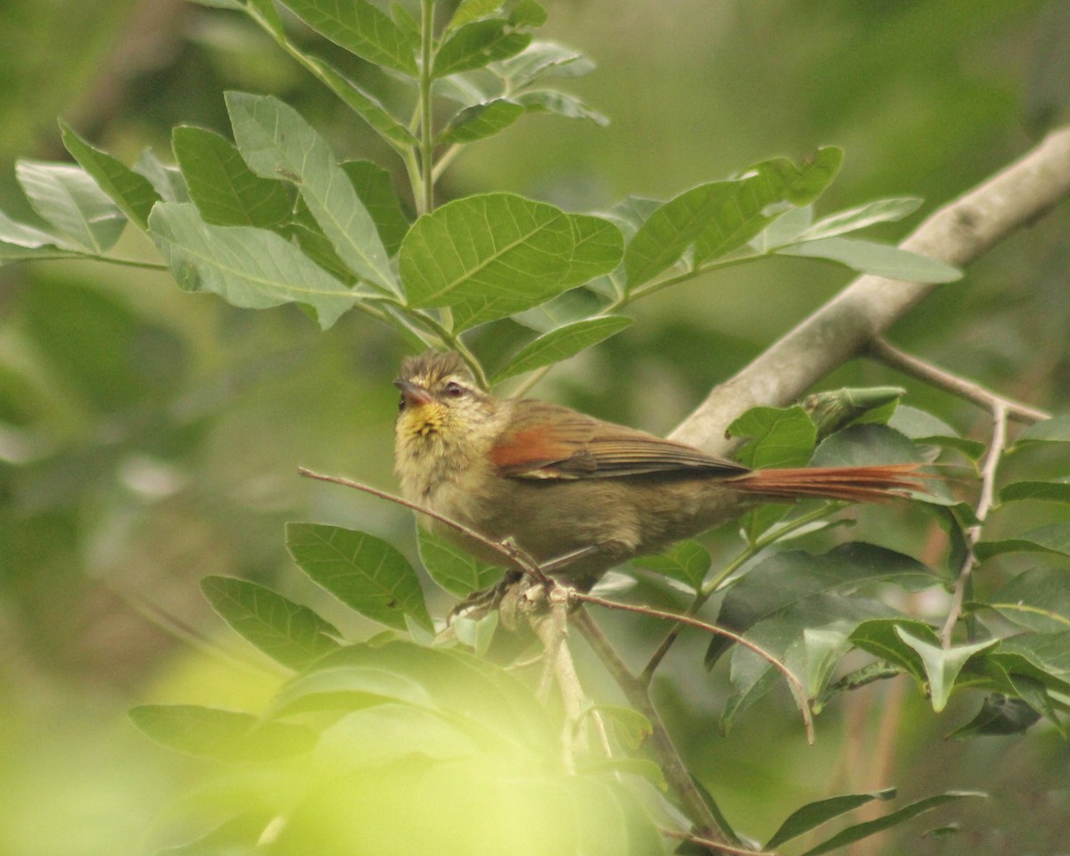 Olive Spinetail - ML616964621