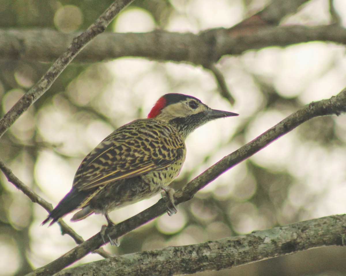 Green-barred Woodpecker (Green-barred) - ML616964744