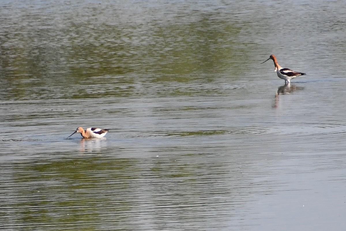 Ebird Checklist Jul Rocky Mountain Arsenal Nwr Visitor