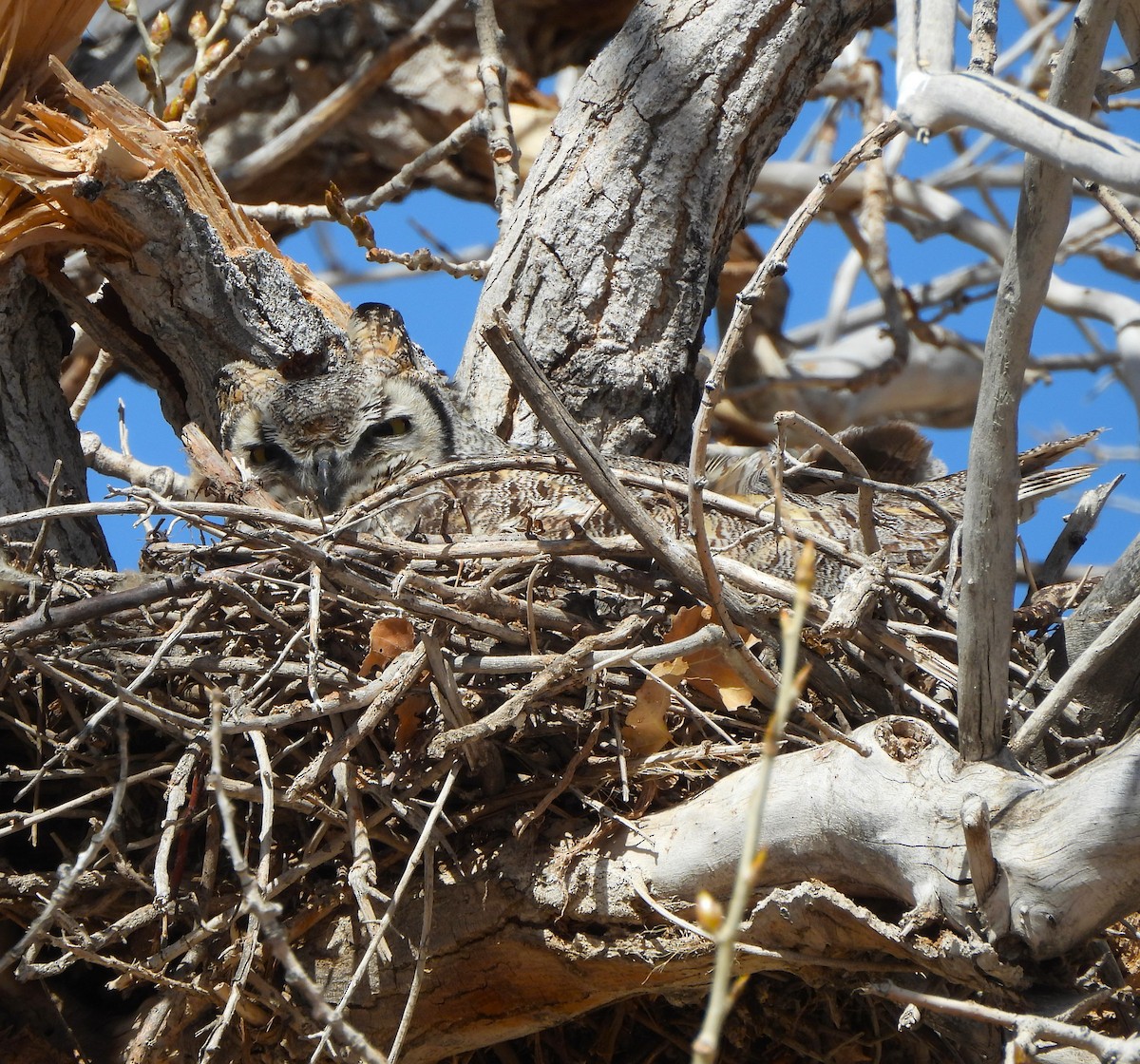 eBird Checklist - 5 Apr 2024 - Railroad Grade Road - 6 species