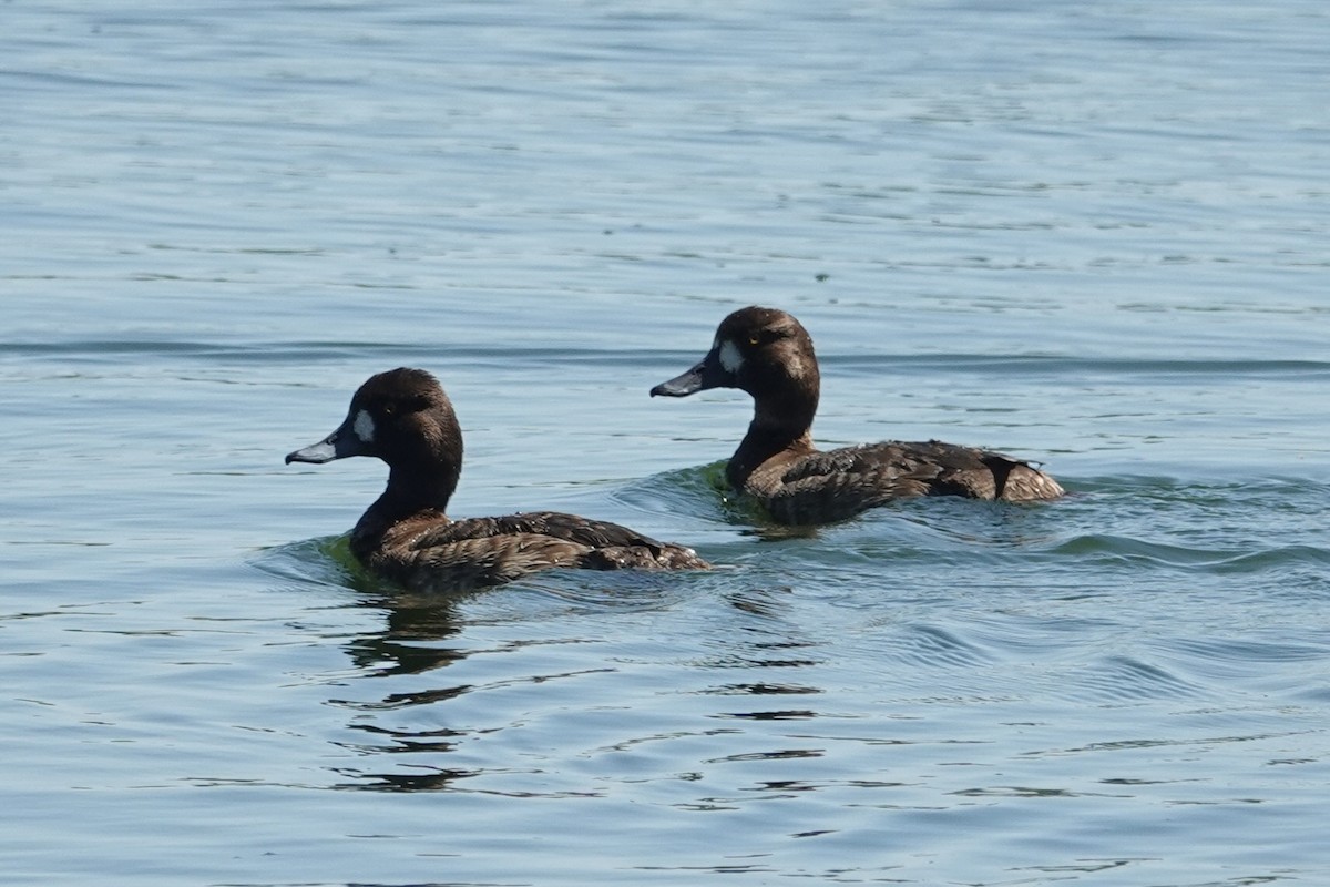 Greater Scaup - ML616965277