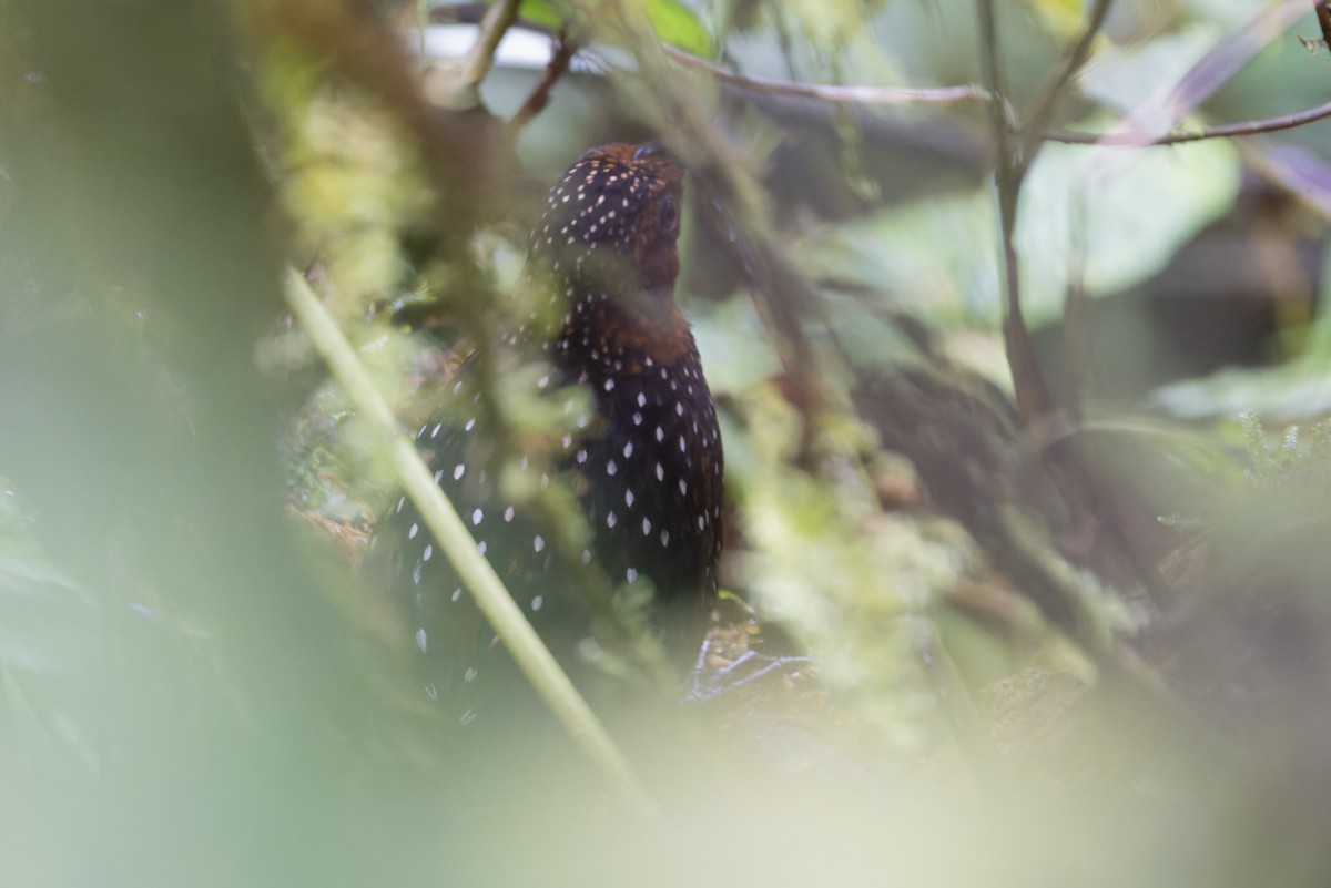Ocellated Tapaculo - ML616965356