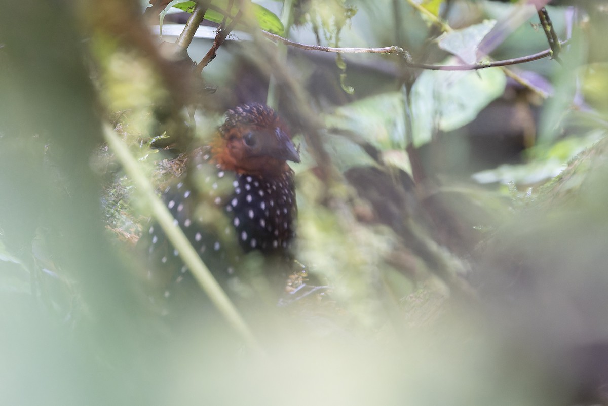 Ocellated Tapaculo - ML616965357