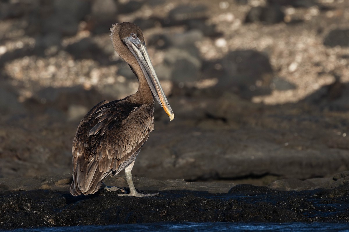 Brown Pelican (Galapagos) - ML616965403