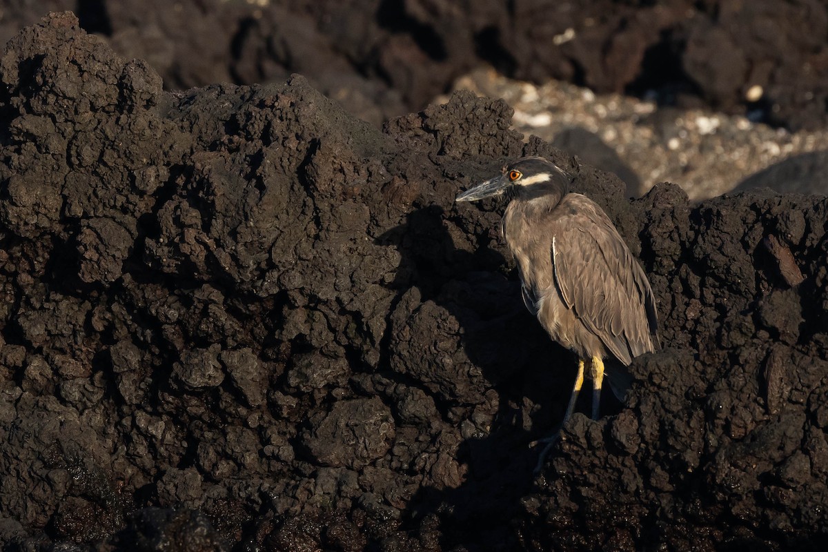 Yellow-crowned Night Heron (Galapagos) - ML616965428