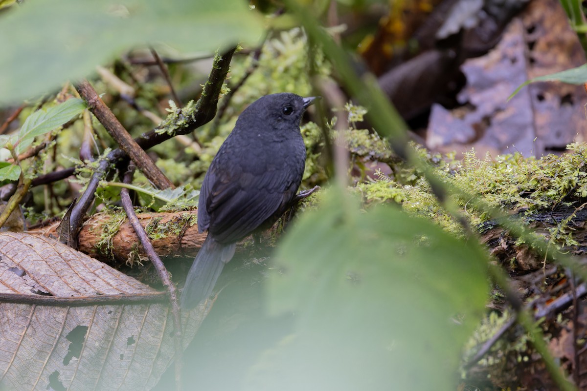 Long-tailed Tapaculo - Michael Todd