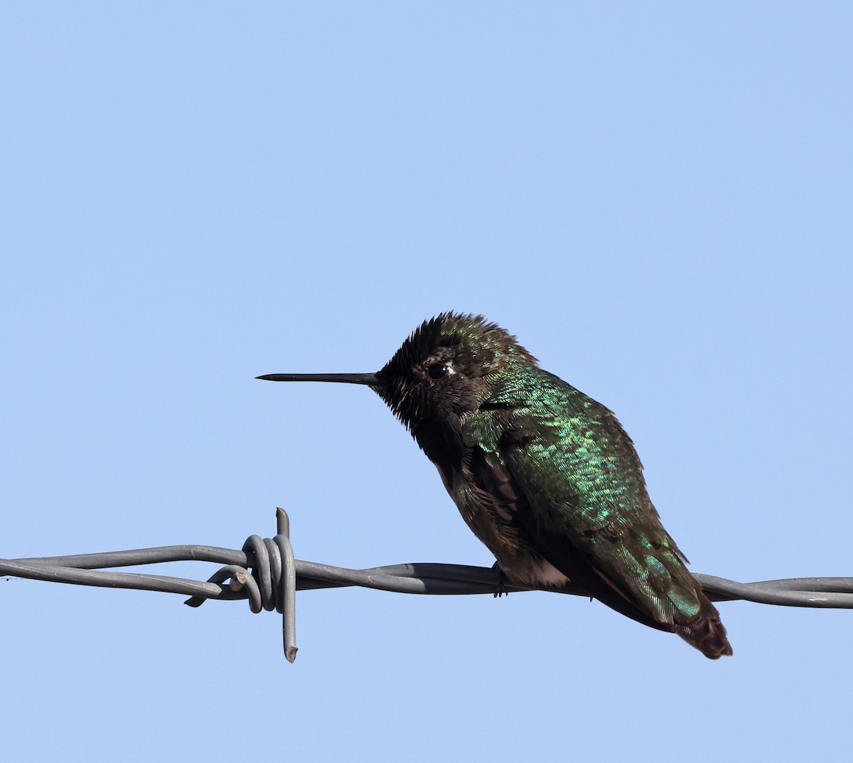 Anna's Hummingbird - ML616965472