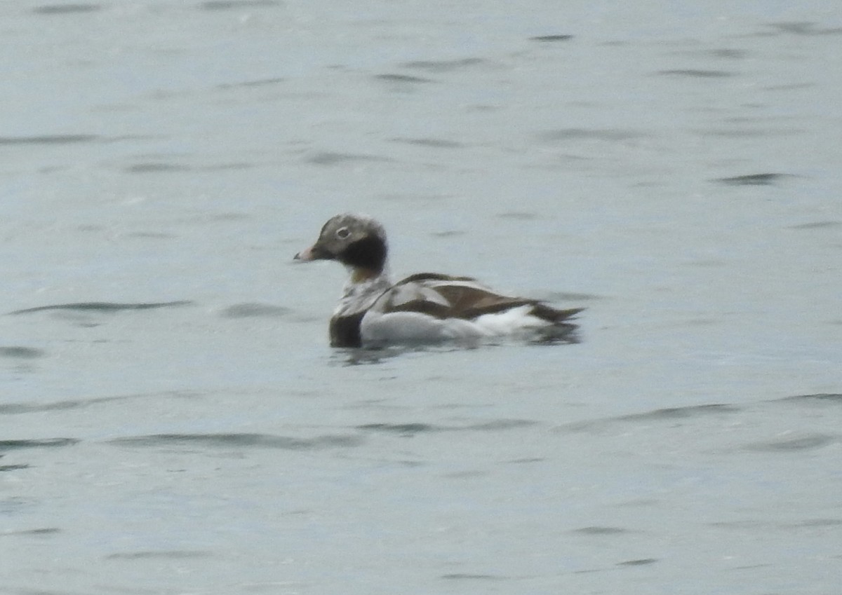 Long-tailed Duck - ML616965493
