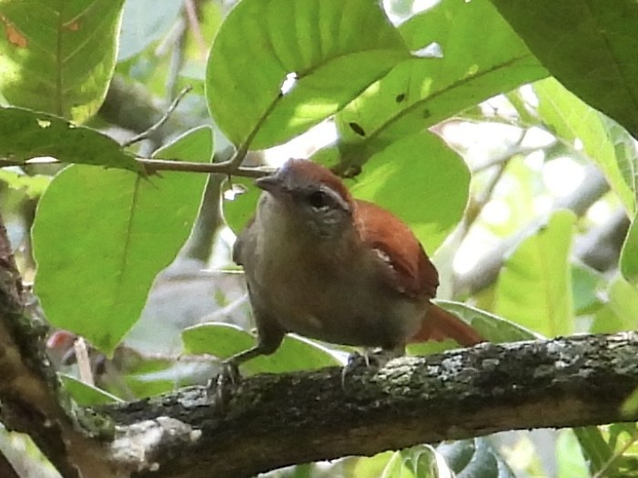 Rusty-backed Spinetail - ML616965521