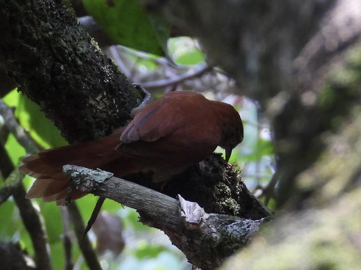 Rusty-backed Spinetail - ML616965522