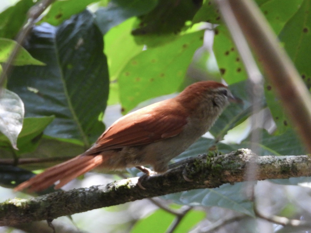 Rusty-backed Spinetail - ML616965523