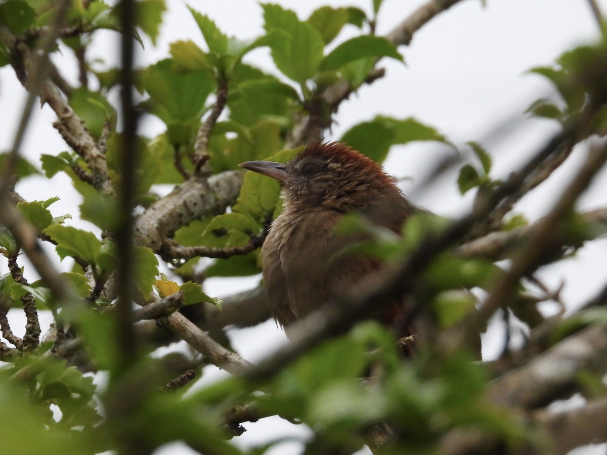 Rusty-backed Spinetail - ML616965524