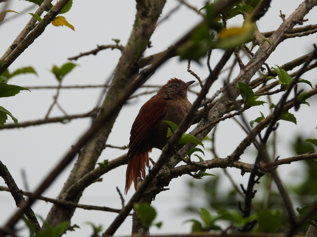 Rusty-backed Spinetail - ML616965527