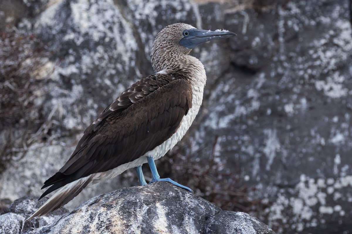 Blue-footed Booby - ML616965630