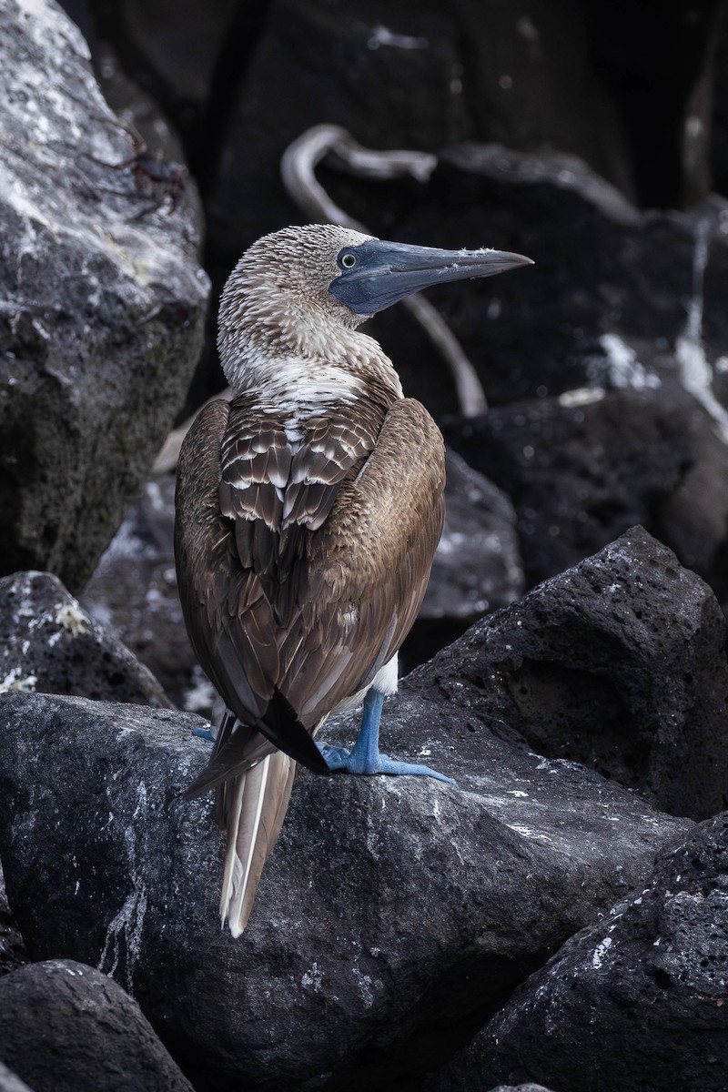 Blue-footed Booby - ML616965636