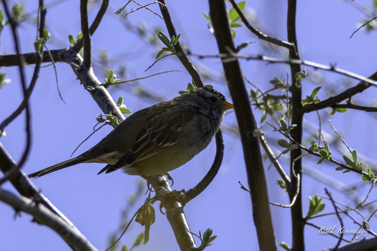 White-crowned Sparrow - ML616965694