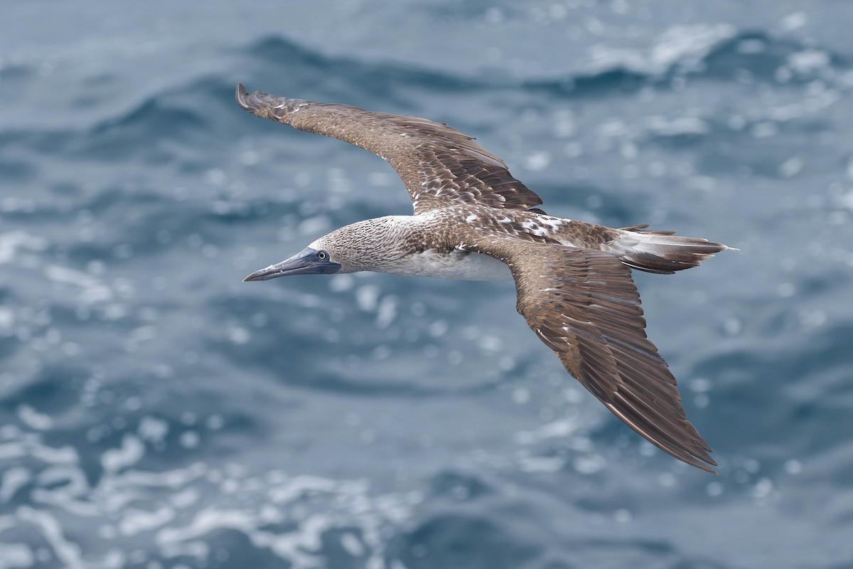 Blue-footed Booby - ML616965713