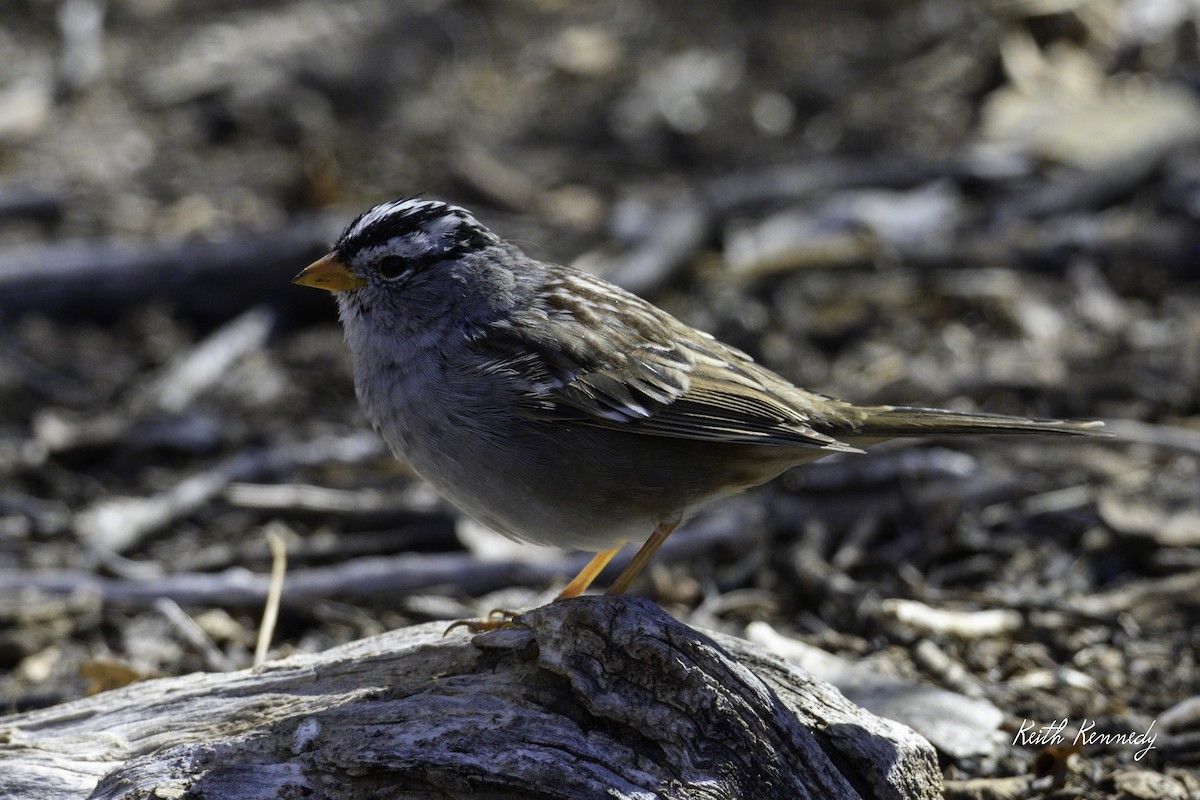 White-crowned Sparrow - ML616965860