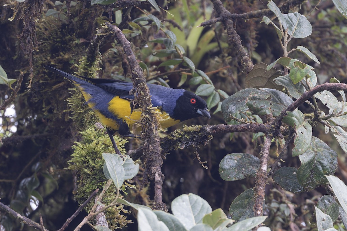 Hooded Mountain Tanager - ML616965881