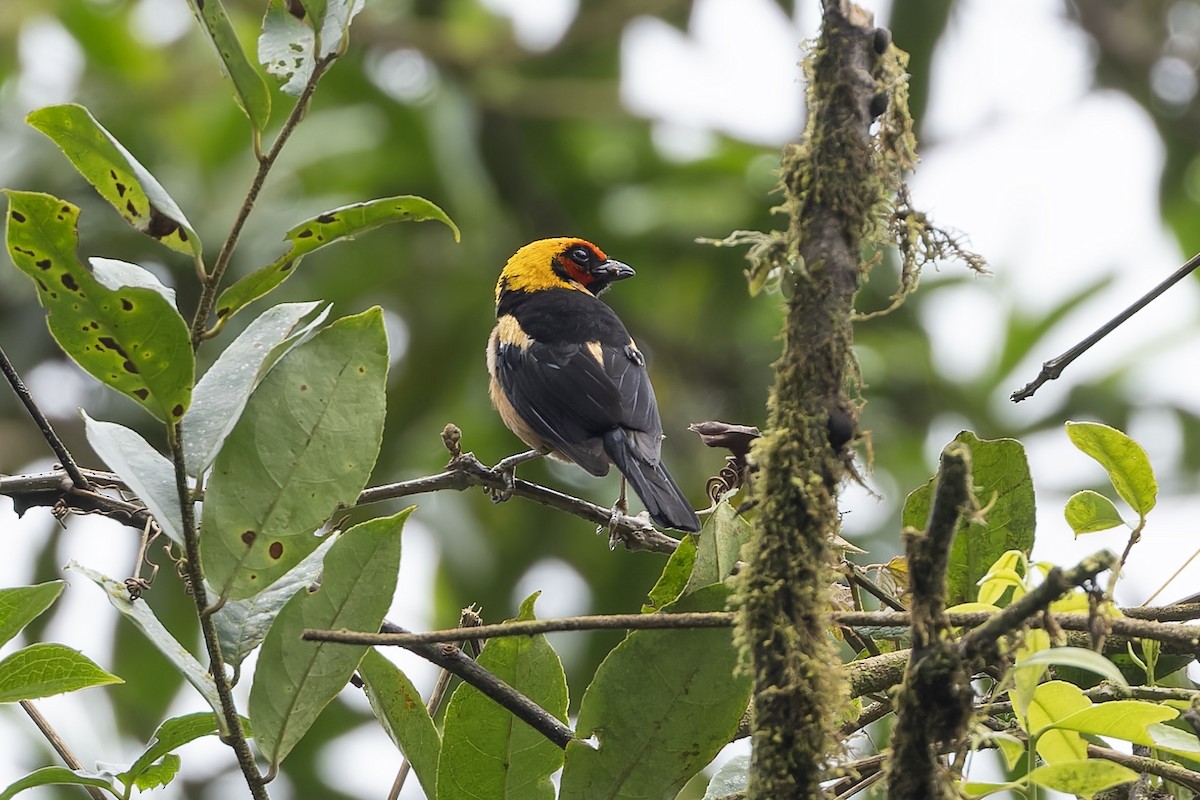 Flame-faced Tanager (Flame-faced) - Michael Todd