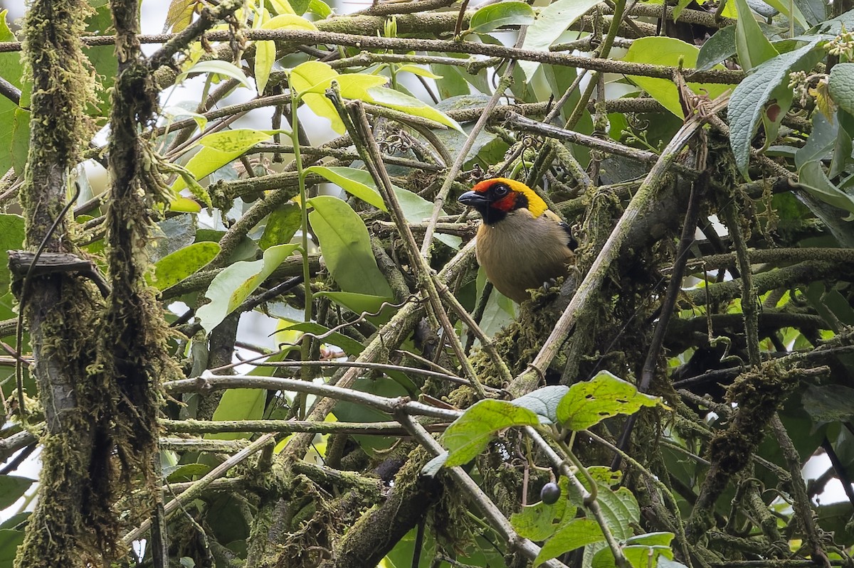 Flame-faced Tanager (Flame-faced) - ML616965904