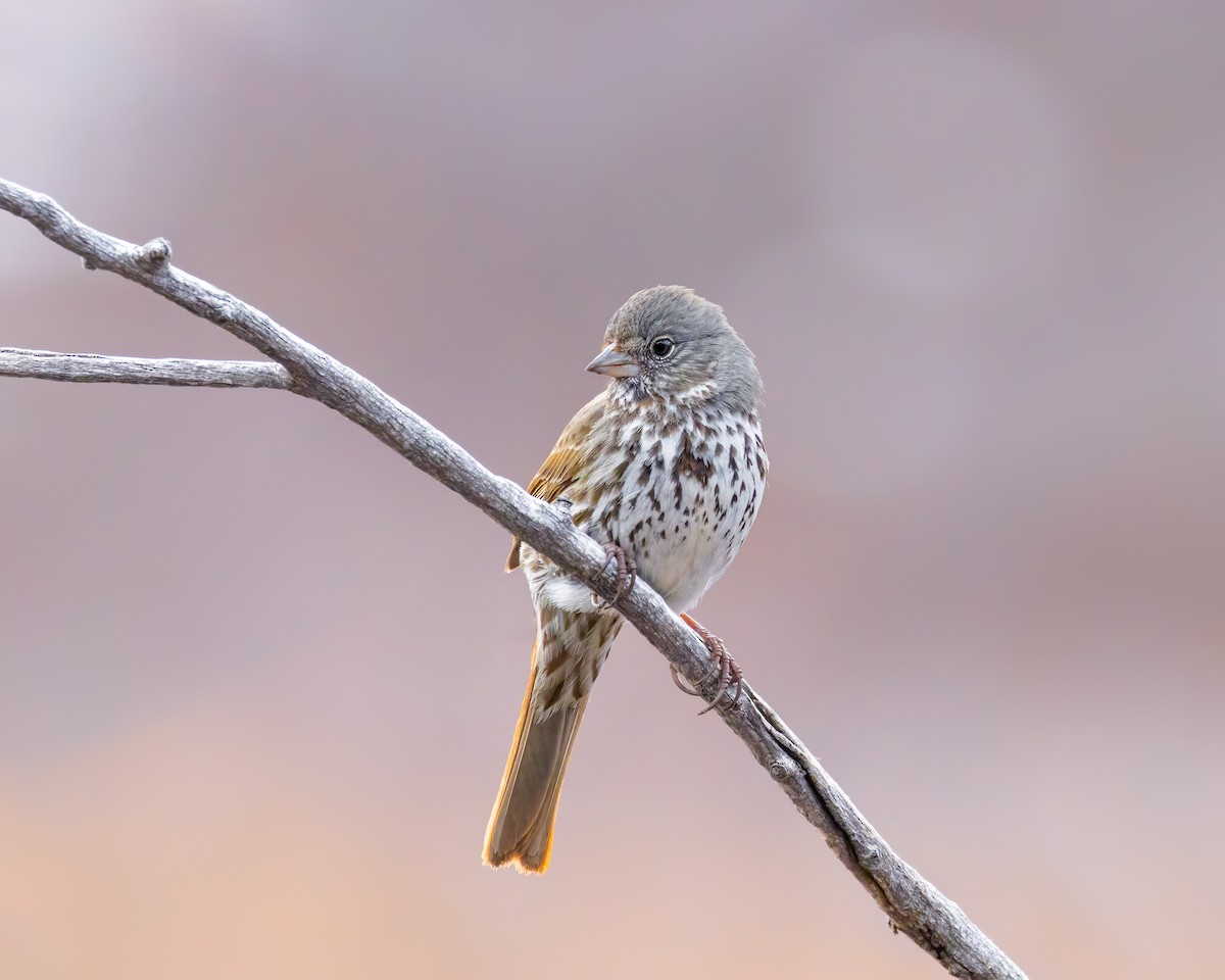 Fox Sparrow (Slate-colored) - ML616966020
