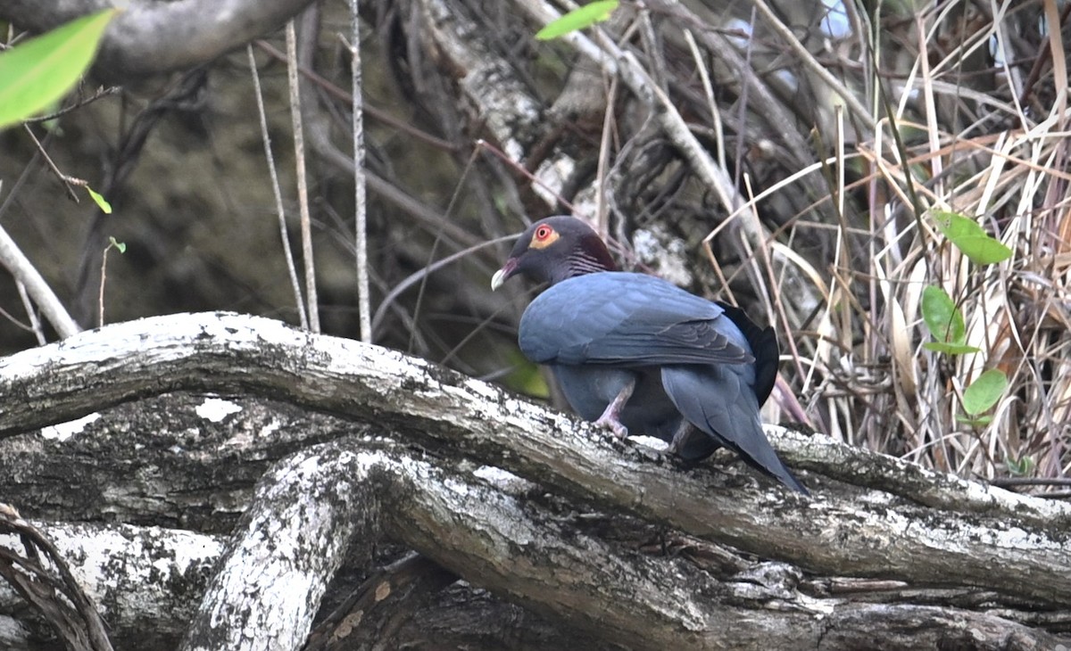 Scaly-naped Pigeon - ML616966079