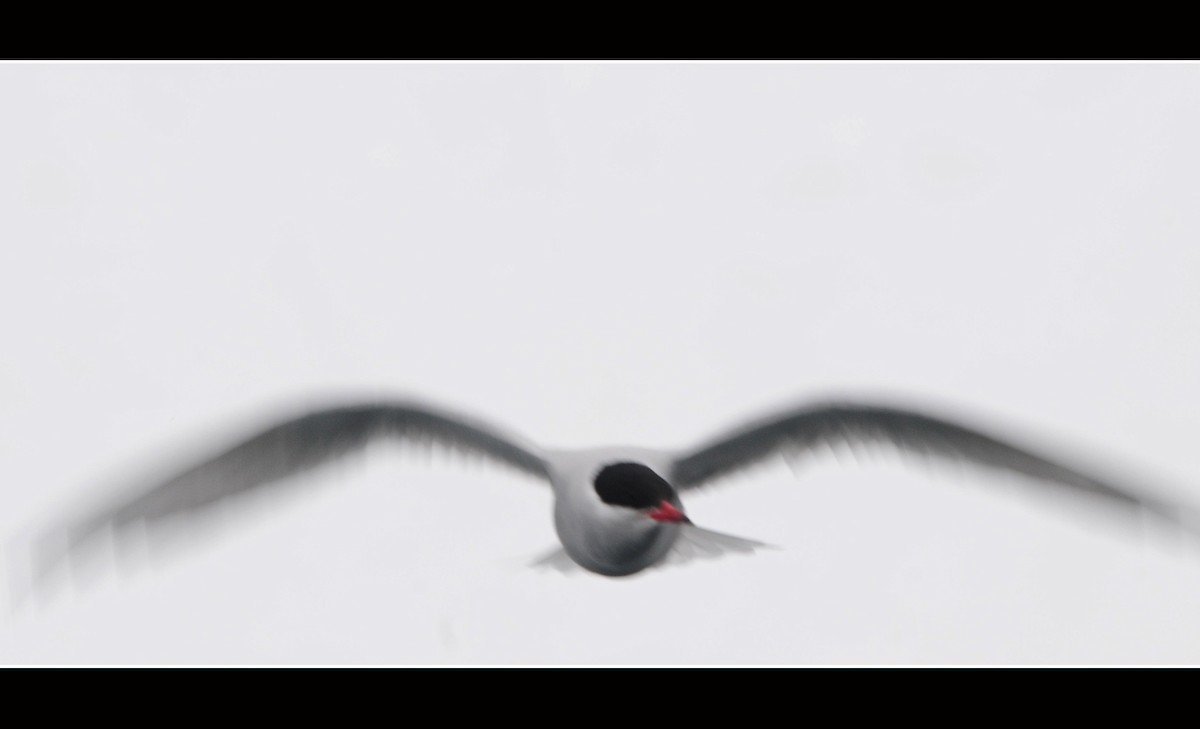 Antarctic Tern - ML616966100