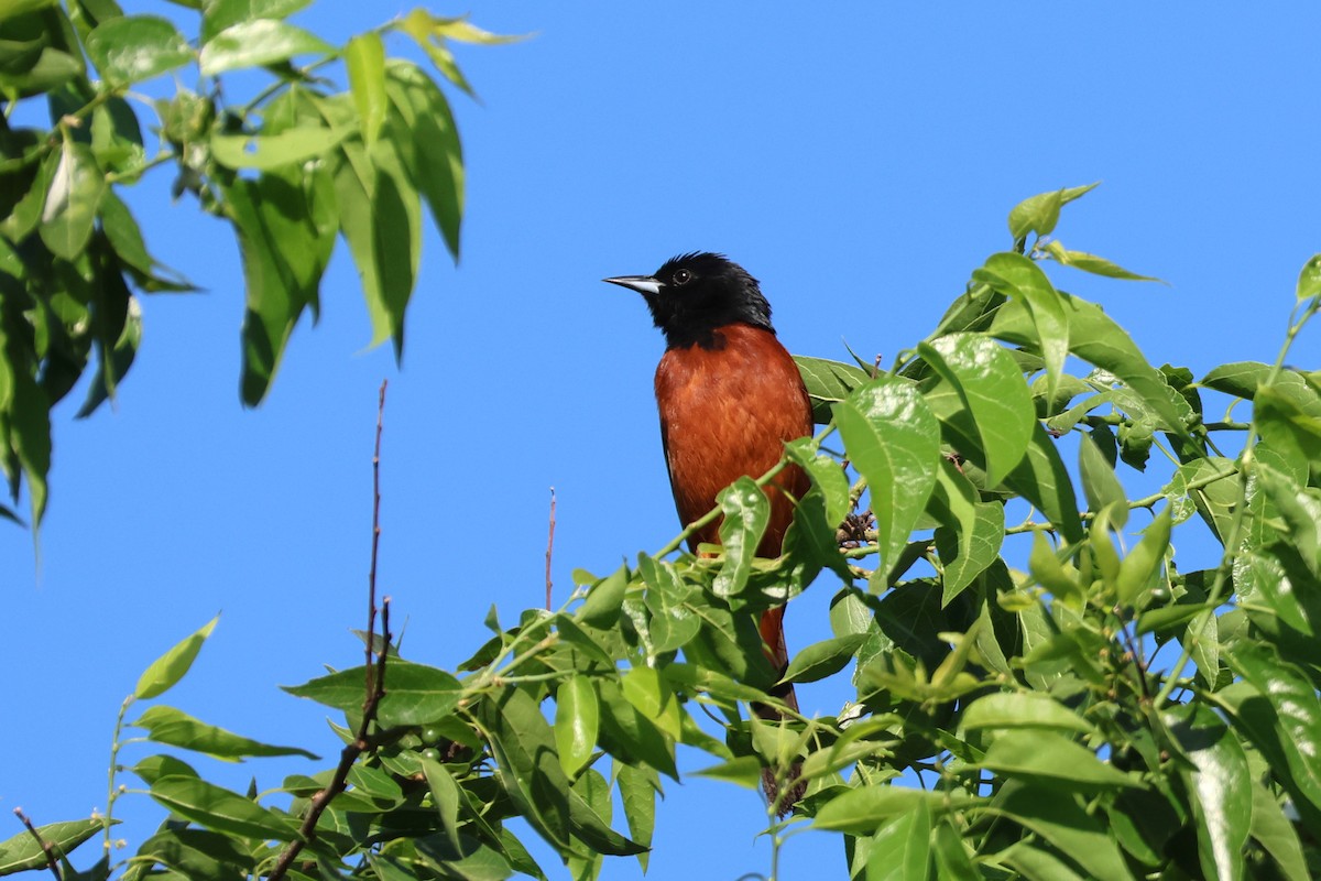 Orchard Oriole - David Nelson