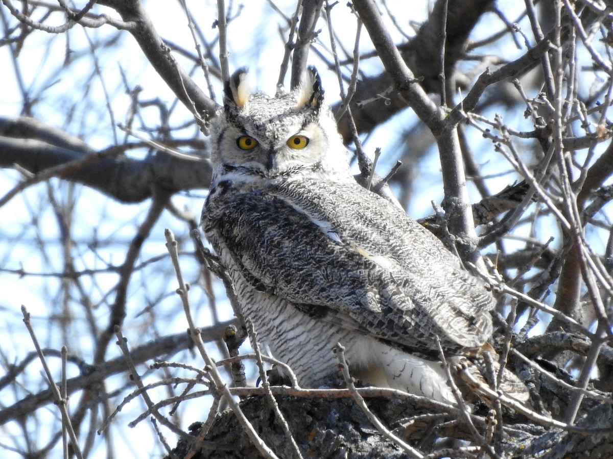 Great Horned Owl - ML616966118