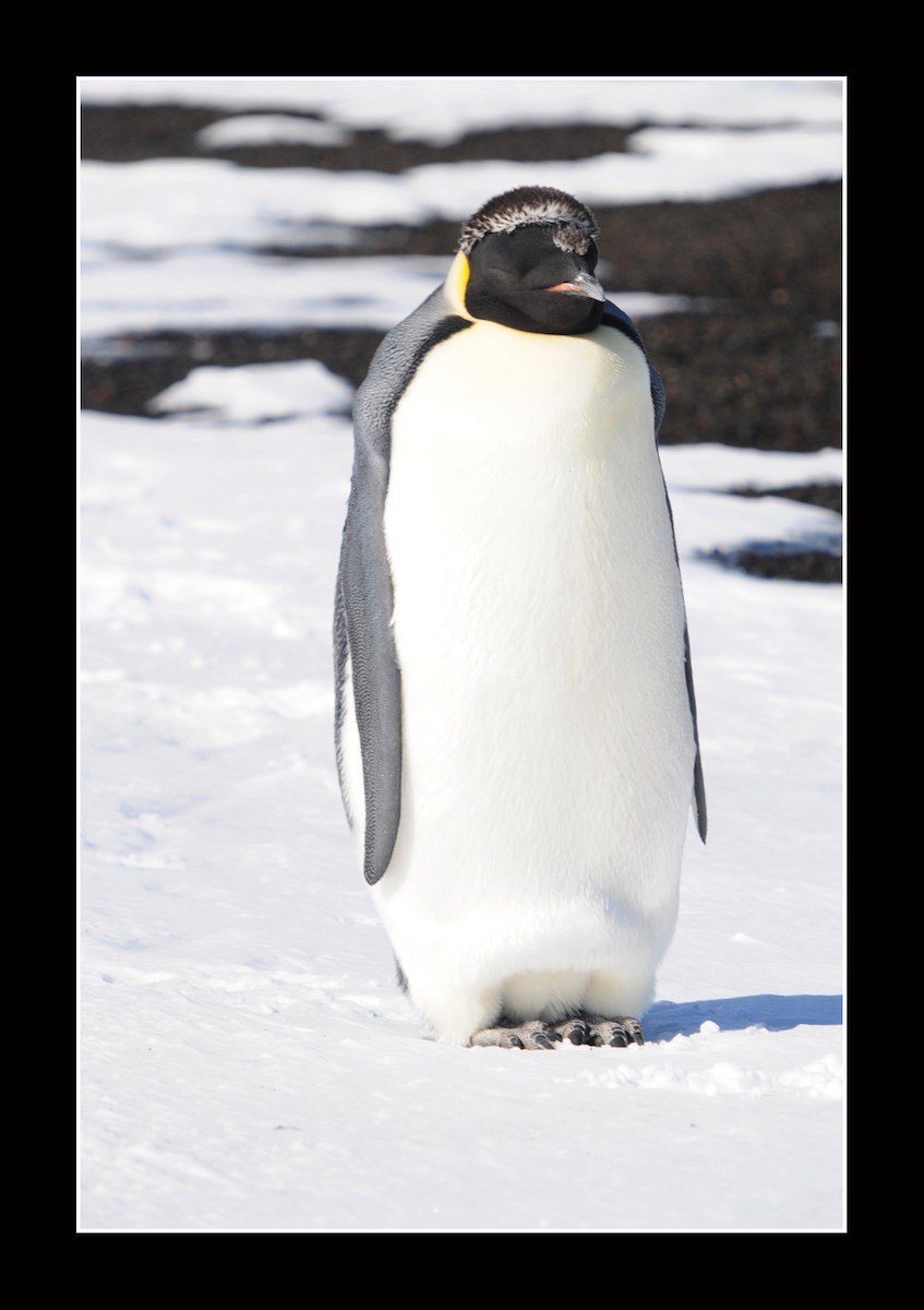 Emperor Penguin - Frederico Crema Leis