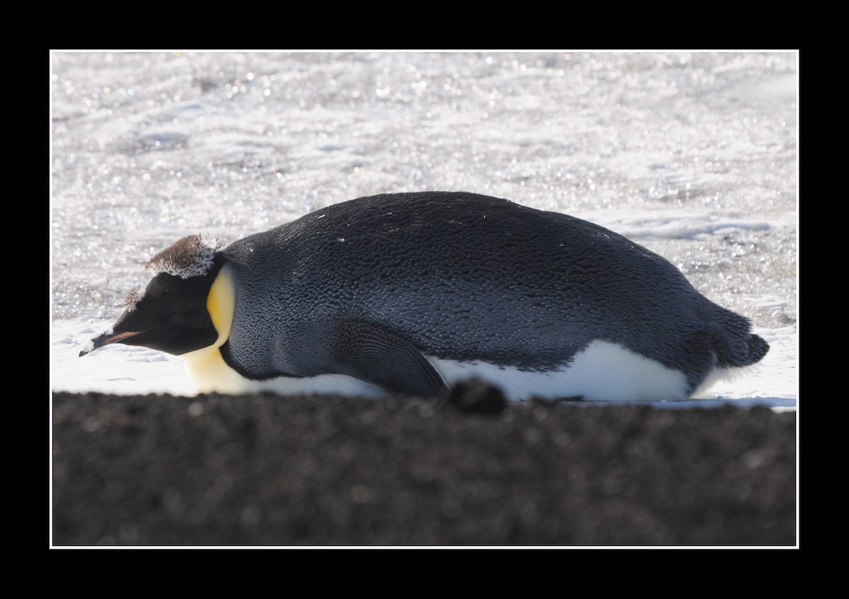 Emperor Penguin - ML616966125