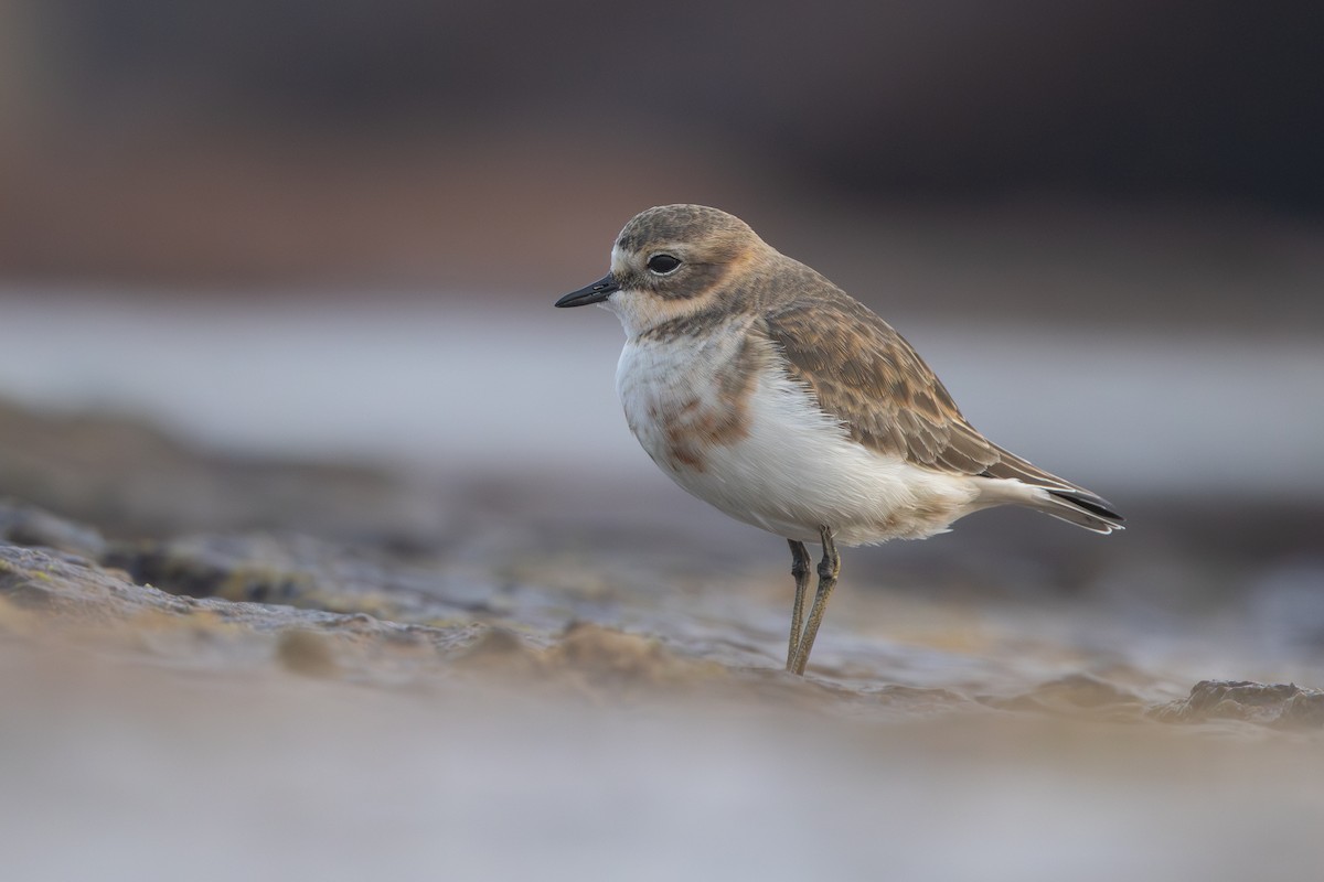 Double-banded Plover - ML616966160
