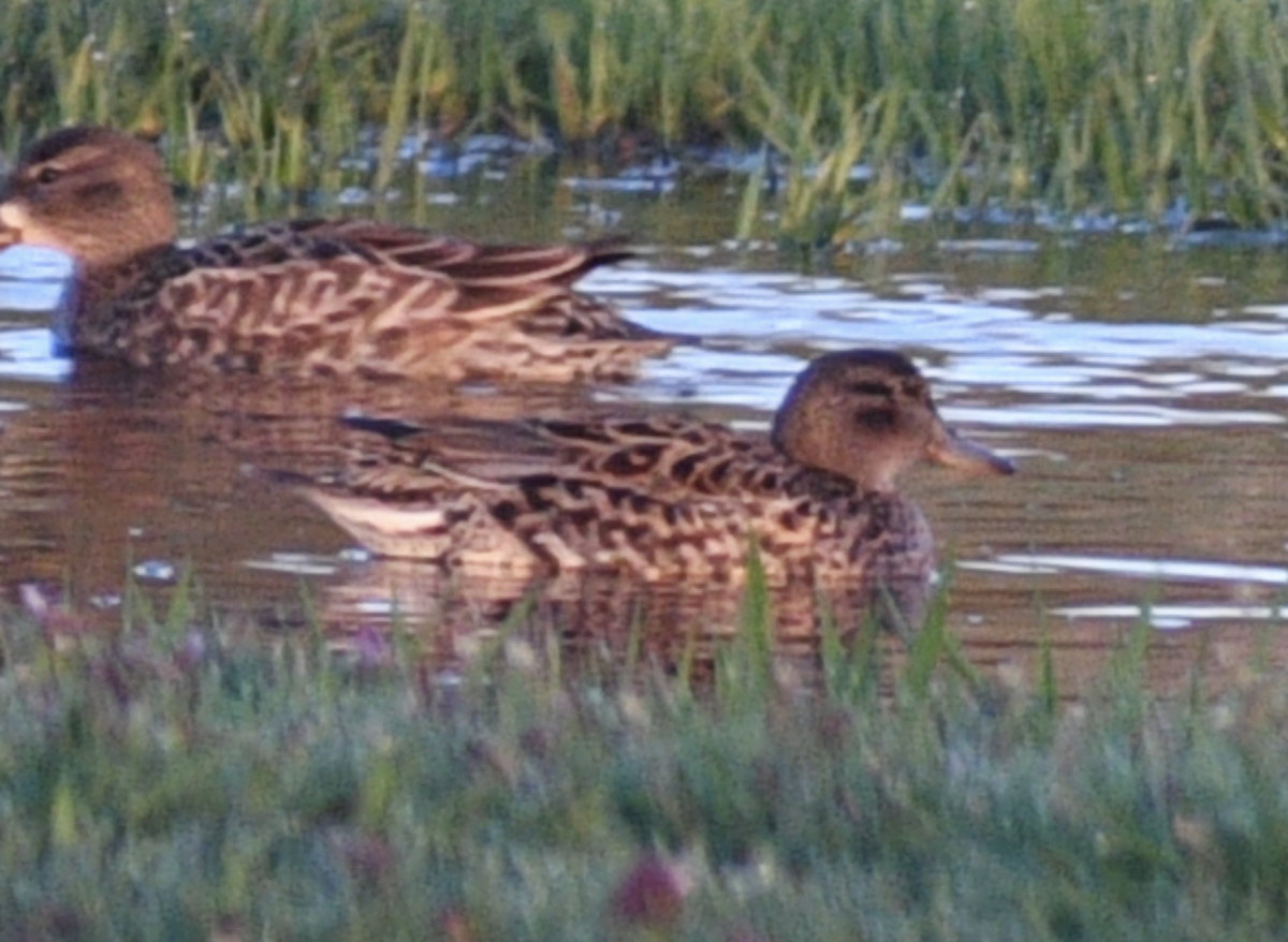 Green-winged Teal - ML616966177