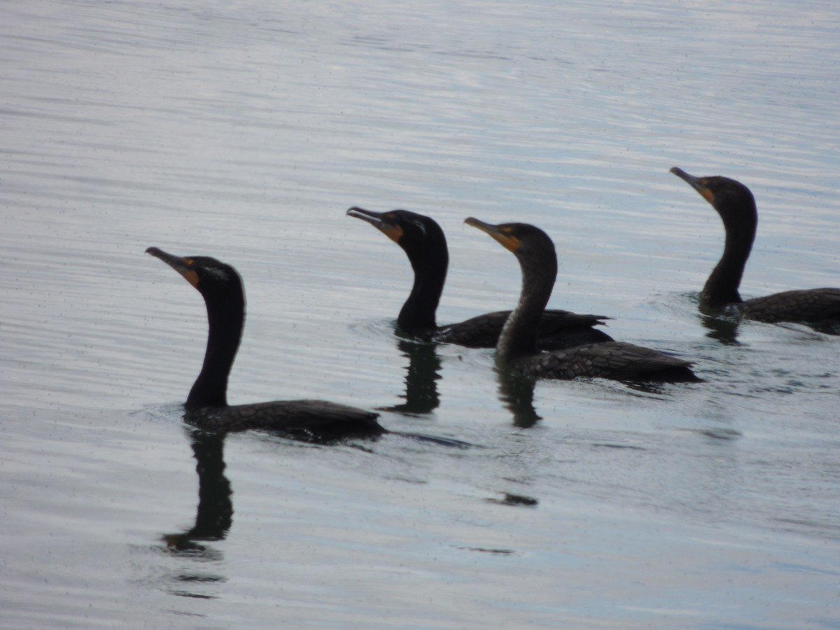 Double-crested Cormorant - Mindy Smith