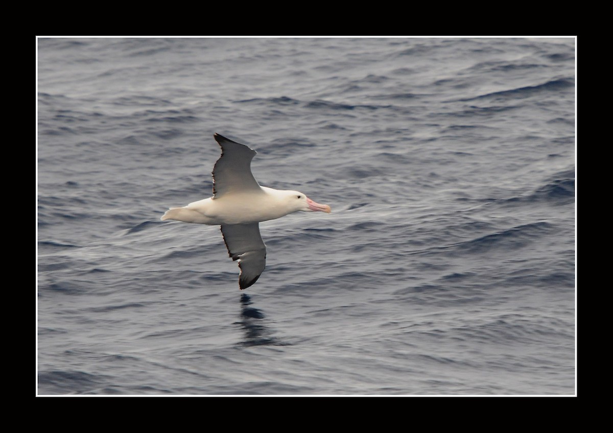 Northern/Southern Royal Albatross - ML616966249