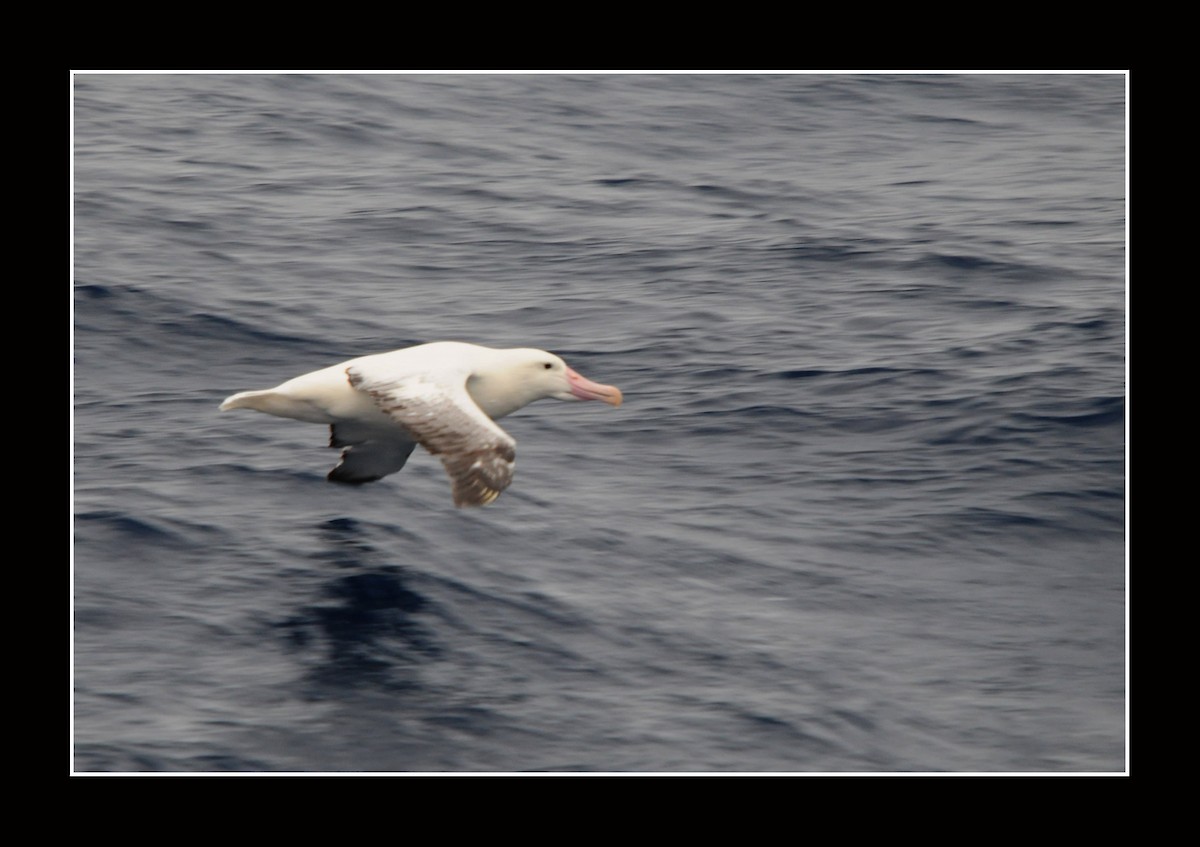 Northern/Southern Royal Albatross - Frederico Crema Leis