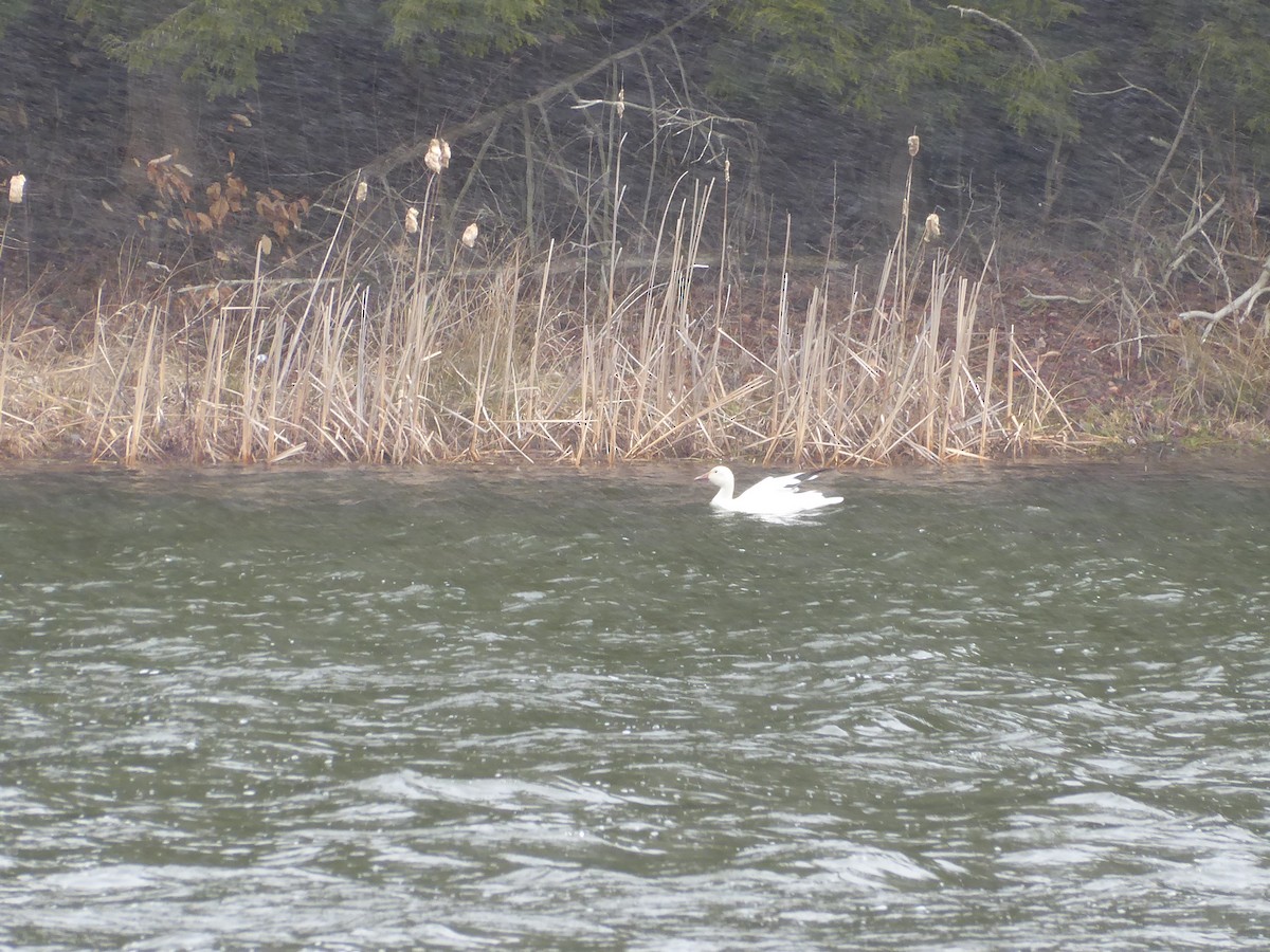 eBird Checklist 5 Apr 2024 Nanticoke Lake 16 species