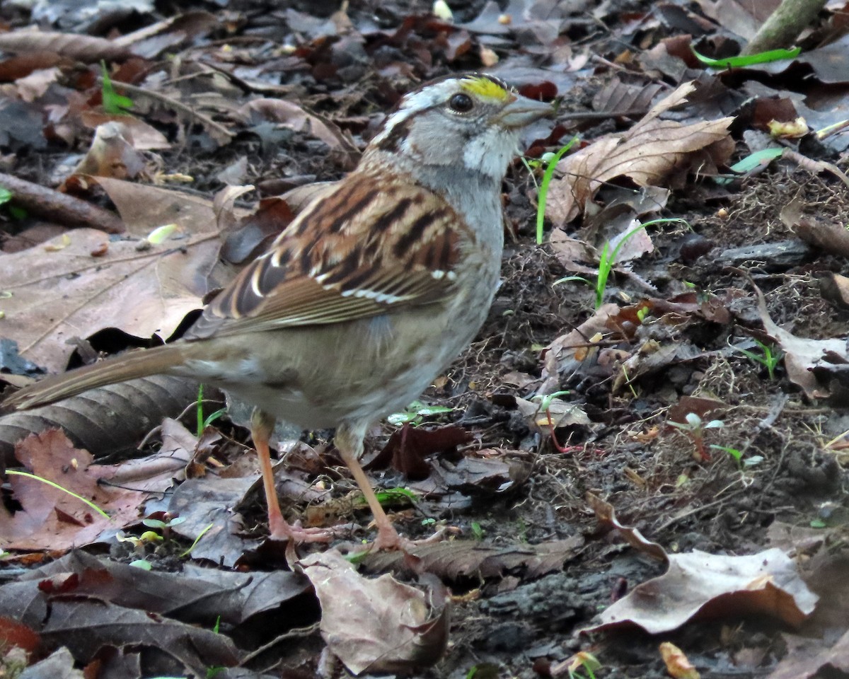 White-throated Sparrow - ML616966265